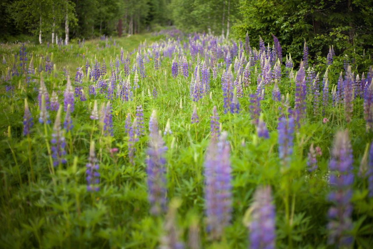 Apartmán Penzion Horska Kvilda Exteriér fotografie